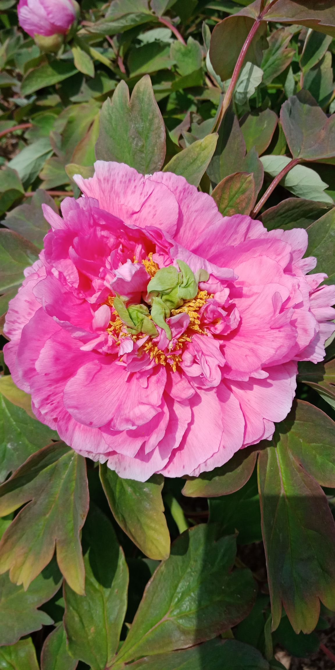 牡丹苗，油用牡丹苗，占地牡丹苗，牡丹苗