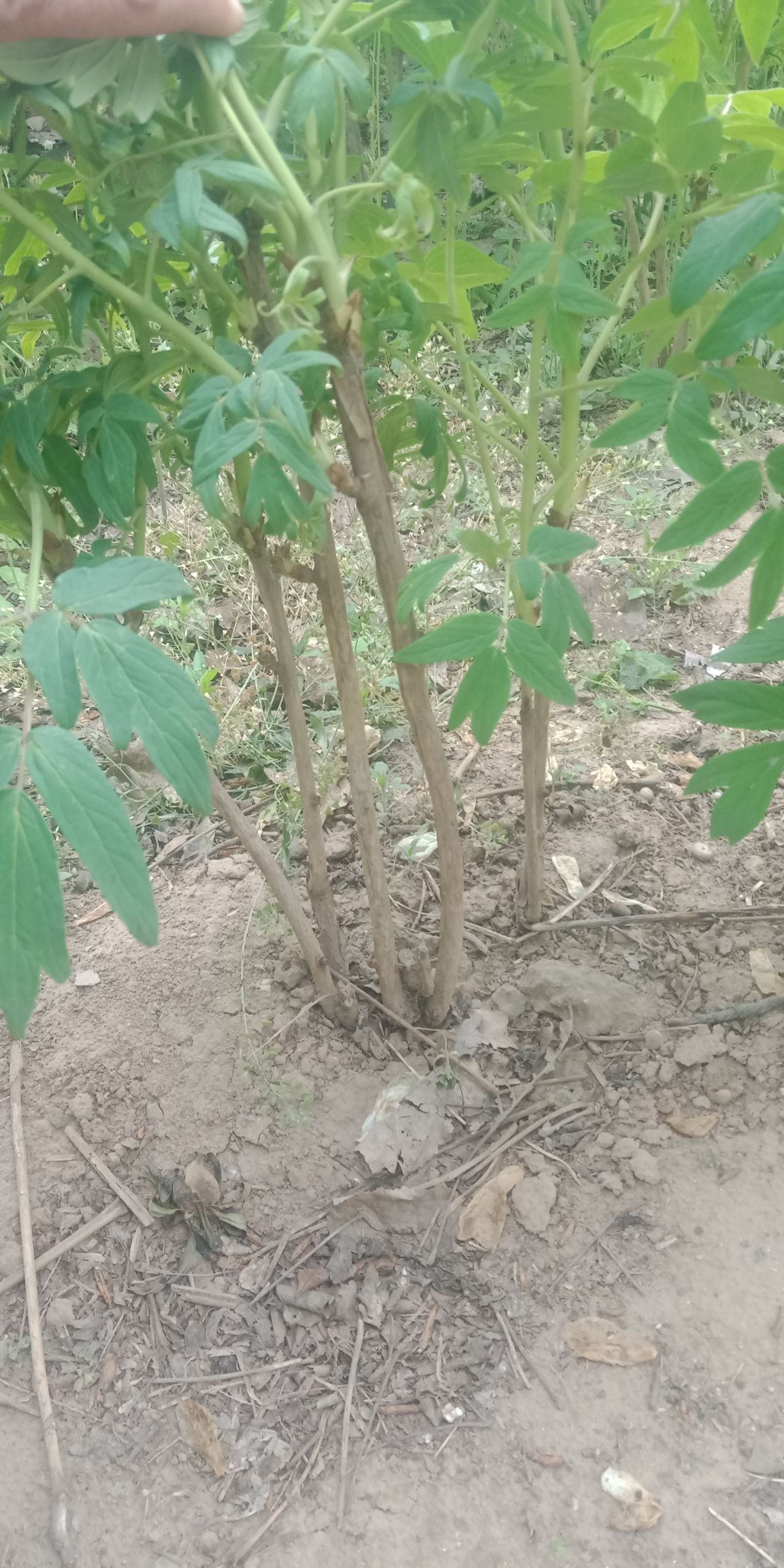 牡丹苗，油用牡丹苗，占地牡丹苗，牡丹苗