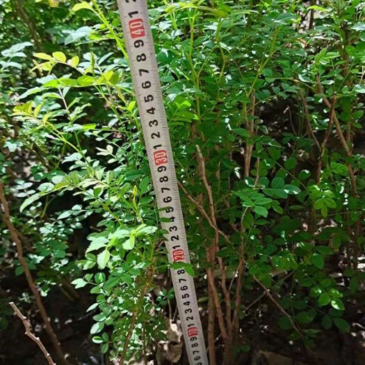 咸阳 黄刺玫