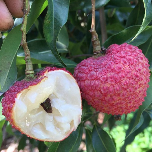 深圳糯米糍荔枝 桂味  糯米糍