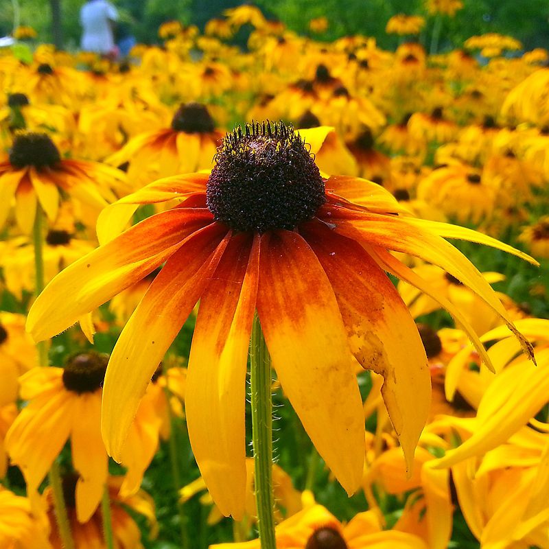 黑心菊种子  黑心金光菊花种子室外景观绿化花卉种籽多年生观花植物花卉草花种