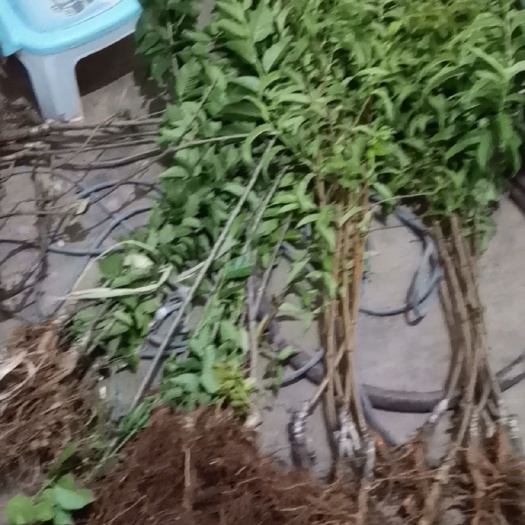 昭通樱桃苗  车厘子，小樱桃杨梅苗
