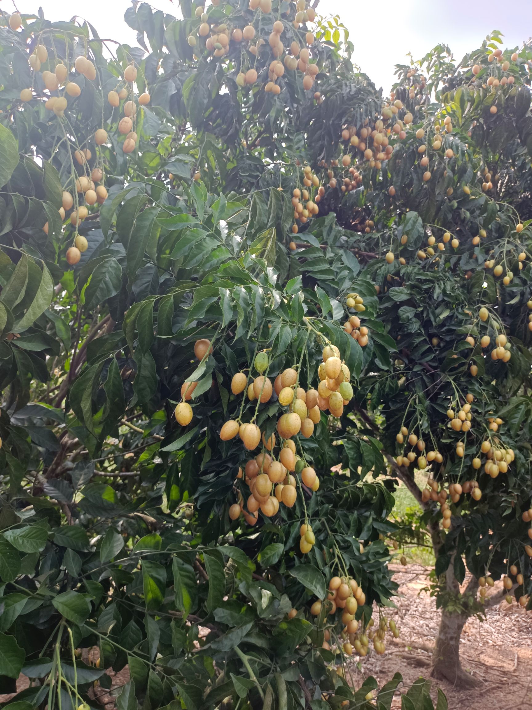 金心果  鸡心黄皮果大量上市中，产地直供，货源充足，欢迎各大采购商前来