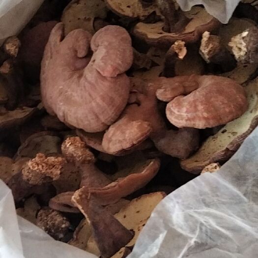 南召县赤灵芝 