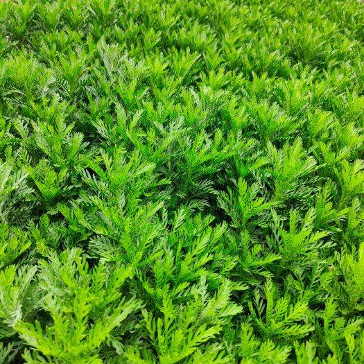 宜良县皇冠菊苗 黄冠菊