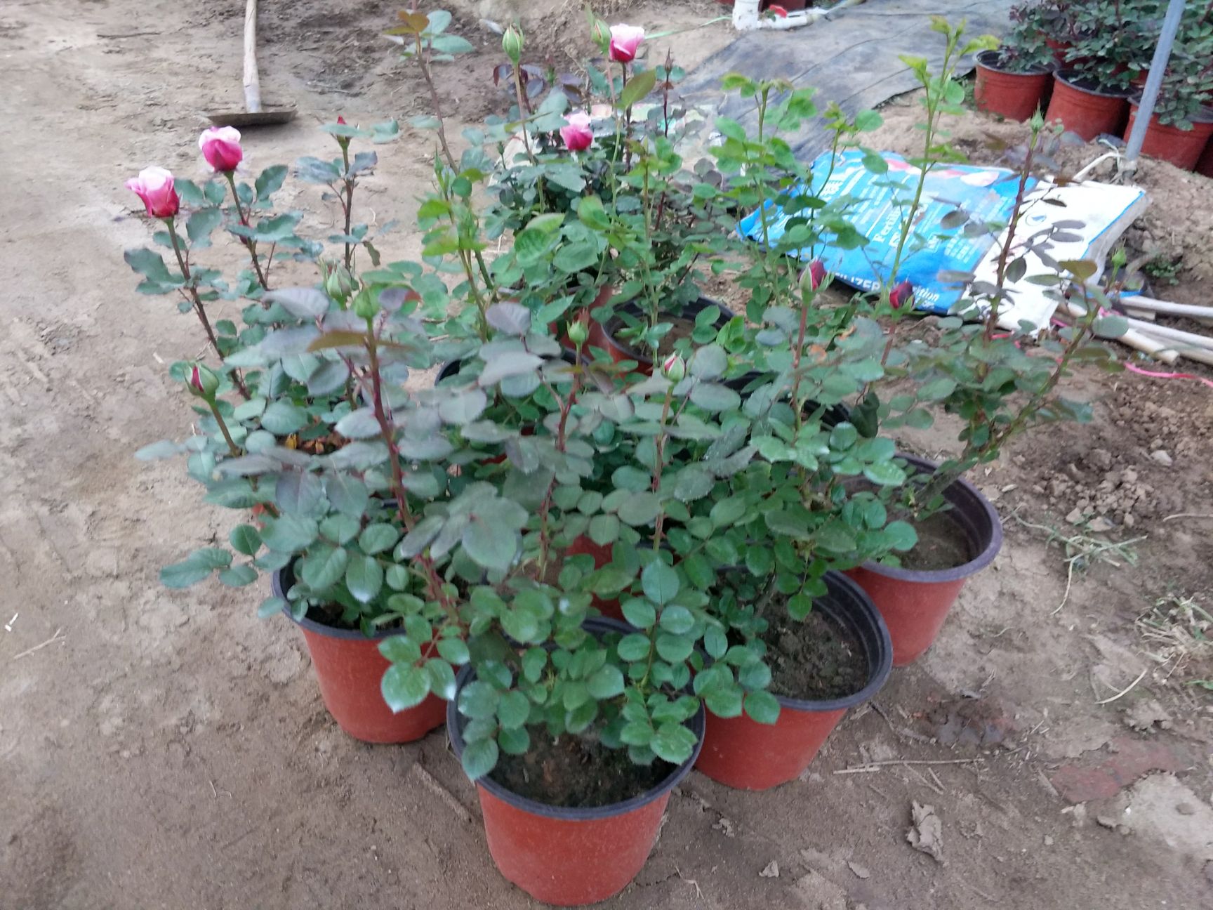 月季盆花 盆栽月季 大花月季 丰花月季 月季花月季盆栽基地