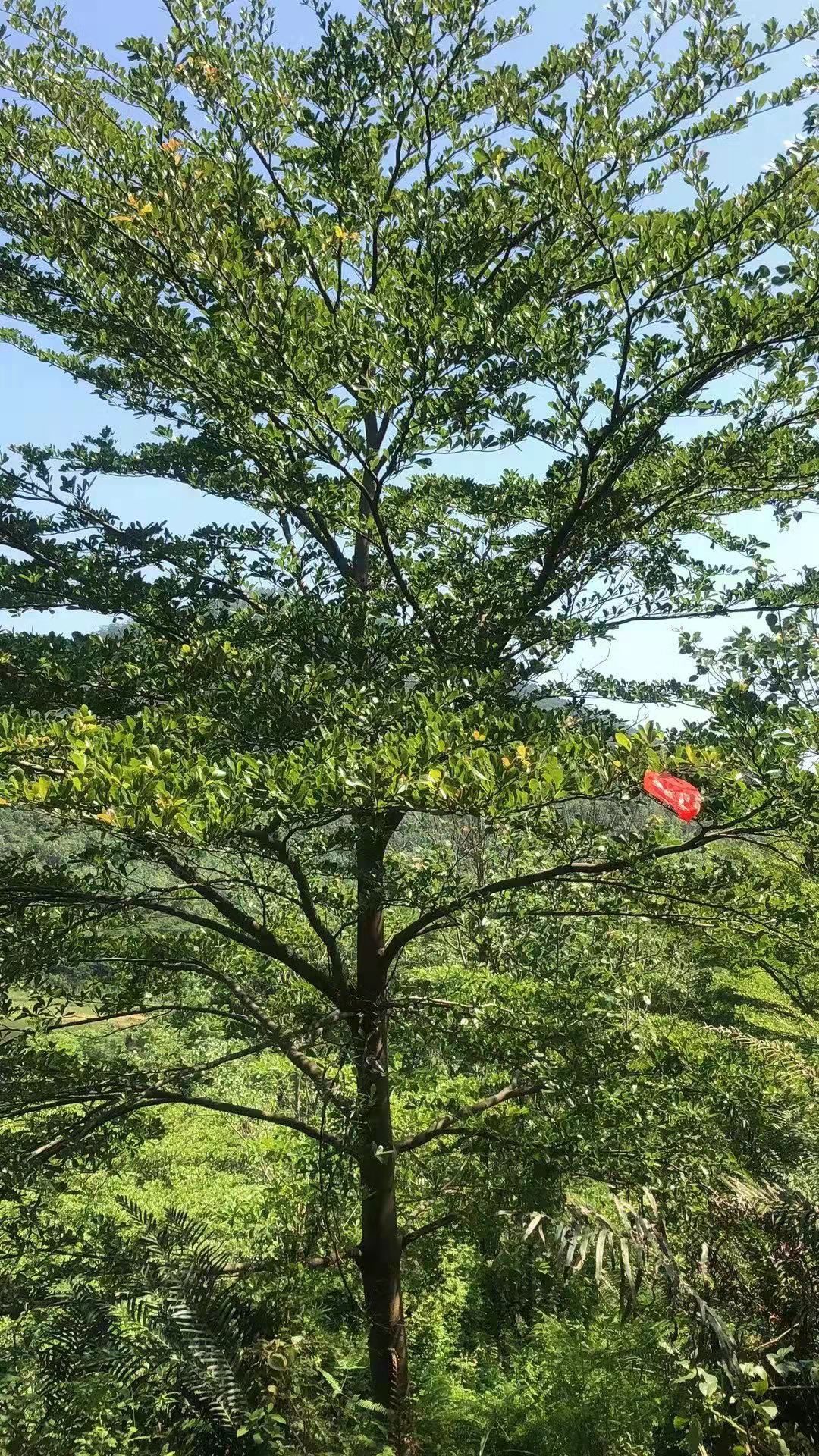  细叶榄仁/小叶榄仁16-18分