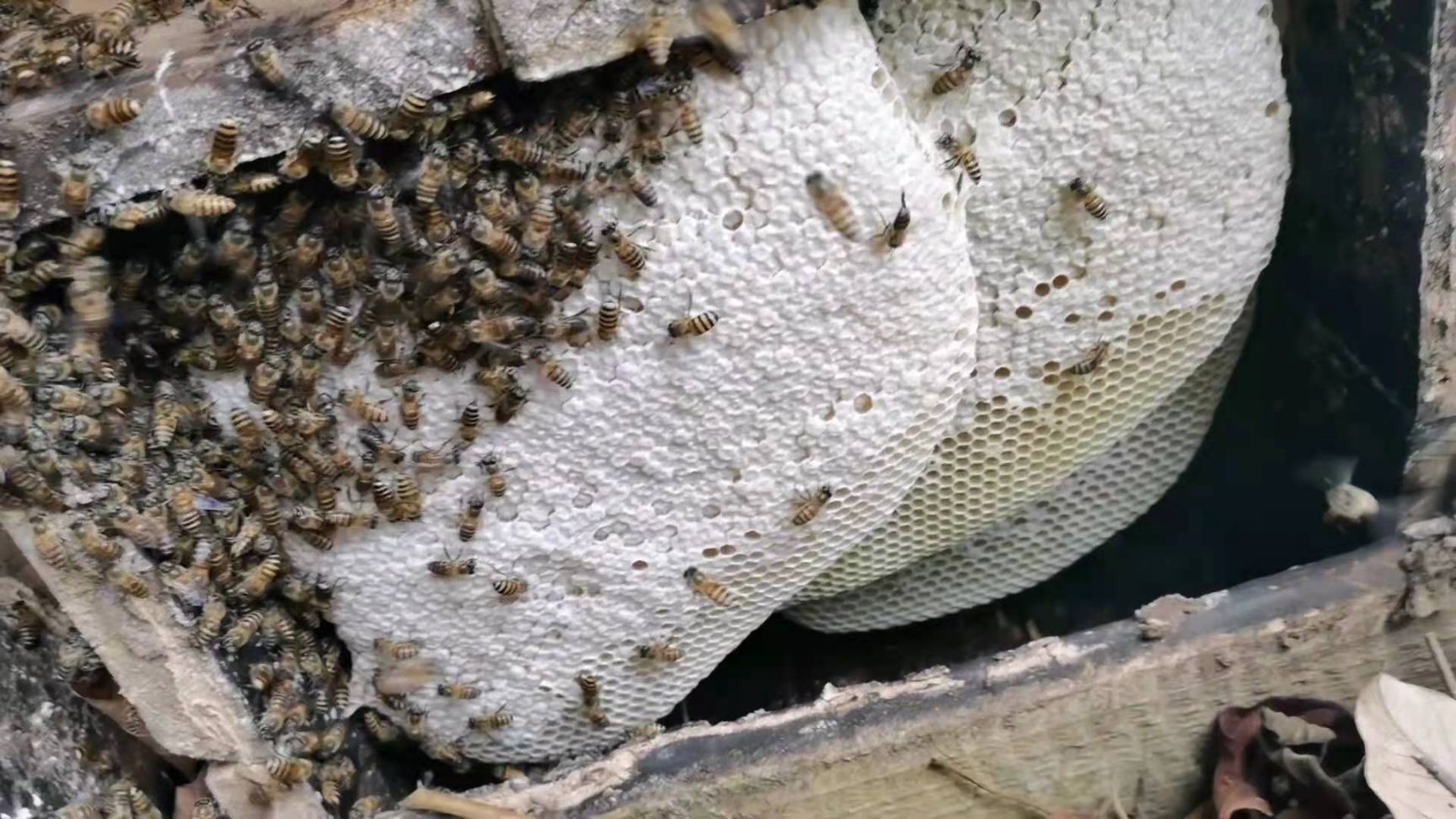 土蜂蜜 老大叔的，蜂巢蜜。