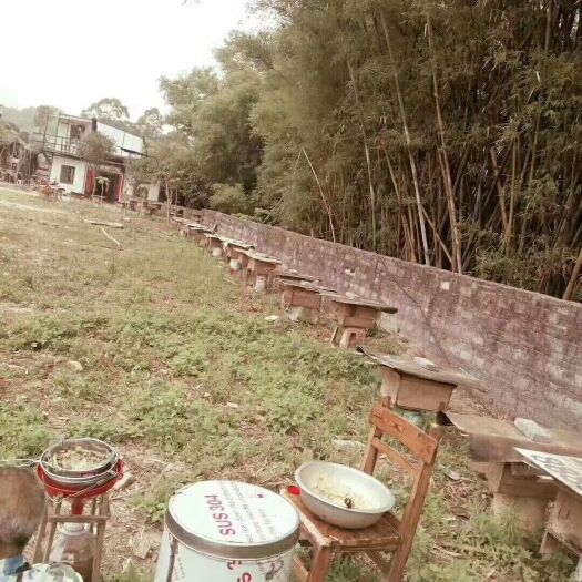 广州 自养土蜂蜜