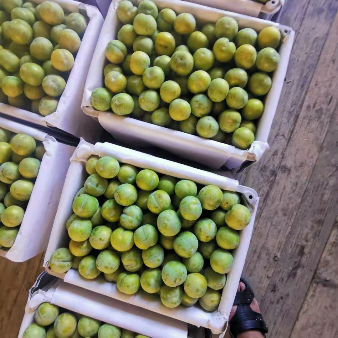  贵州省安顺关岭县正宗六马蜂糖李大果新鲜李子