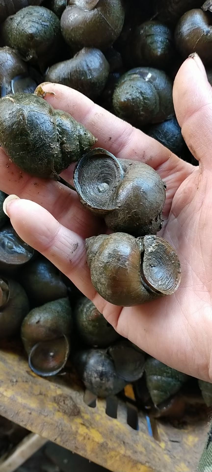 田螺～钓鱼螺（1元硬币大小）