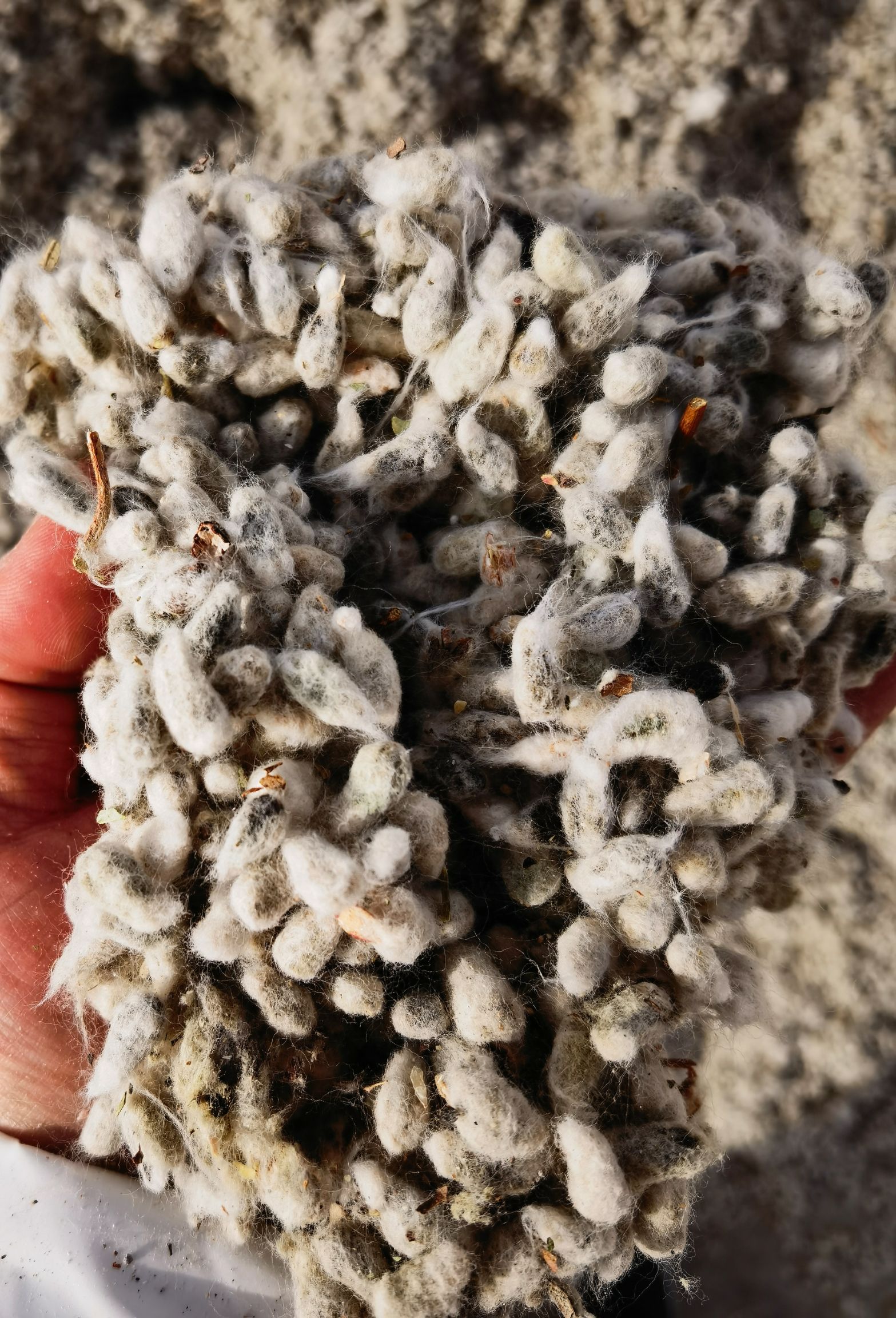 棉籽 出售光籽 需要的联系