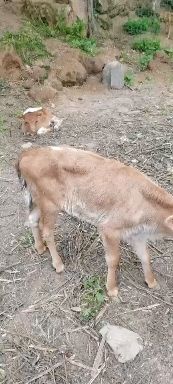 杂交牛  吃草小牛犊