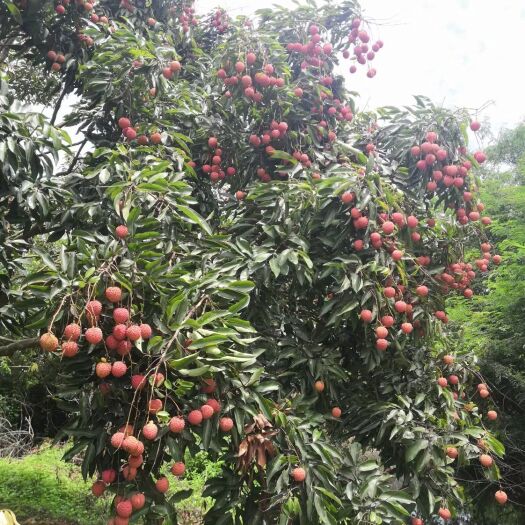 惠州桂味荔枝  甜靓桂味