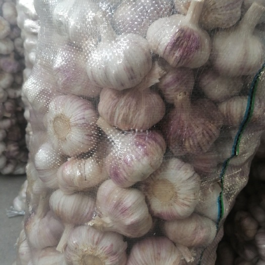 邳州市红皮蒜  ，精品，精品净蒜