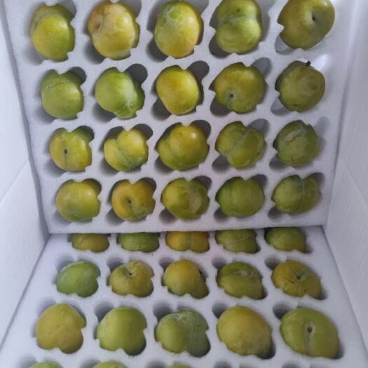 镇宁县蜂糖李 贵州省安顺市镇宁布依族苗族自治县