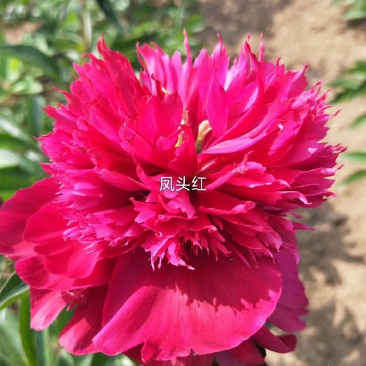 菏泽多花芍药  精品观赏芍药，盆栽芍药，药用芍药，占地芍药，芍药