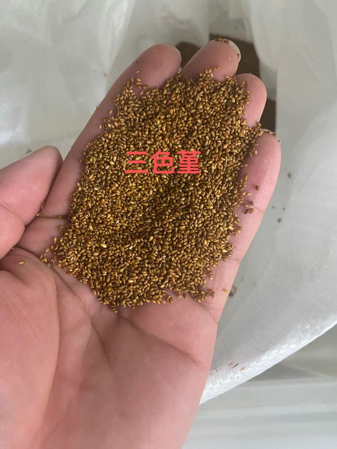 三色堇种子 猫脸花 四季秋季夏季易播种室内阳台室外盆栽花卉