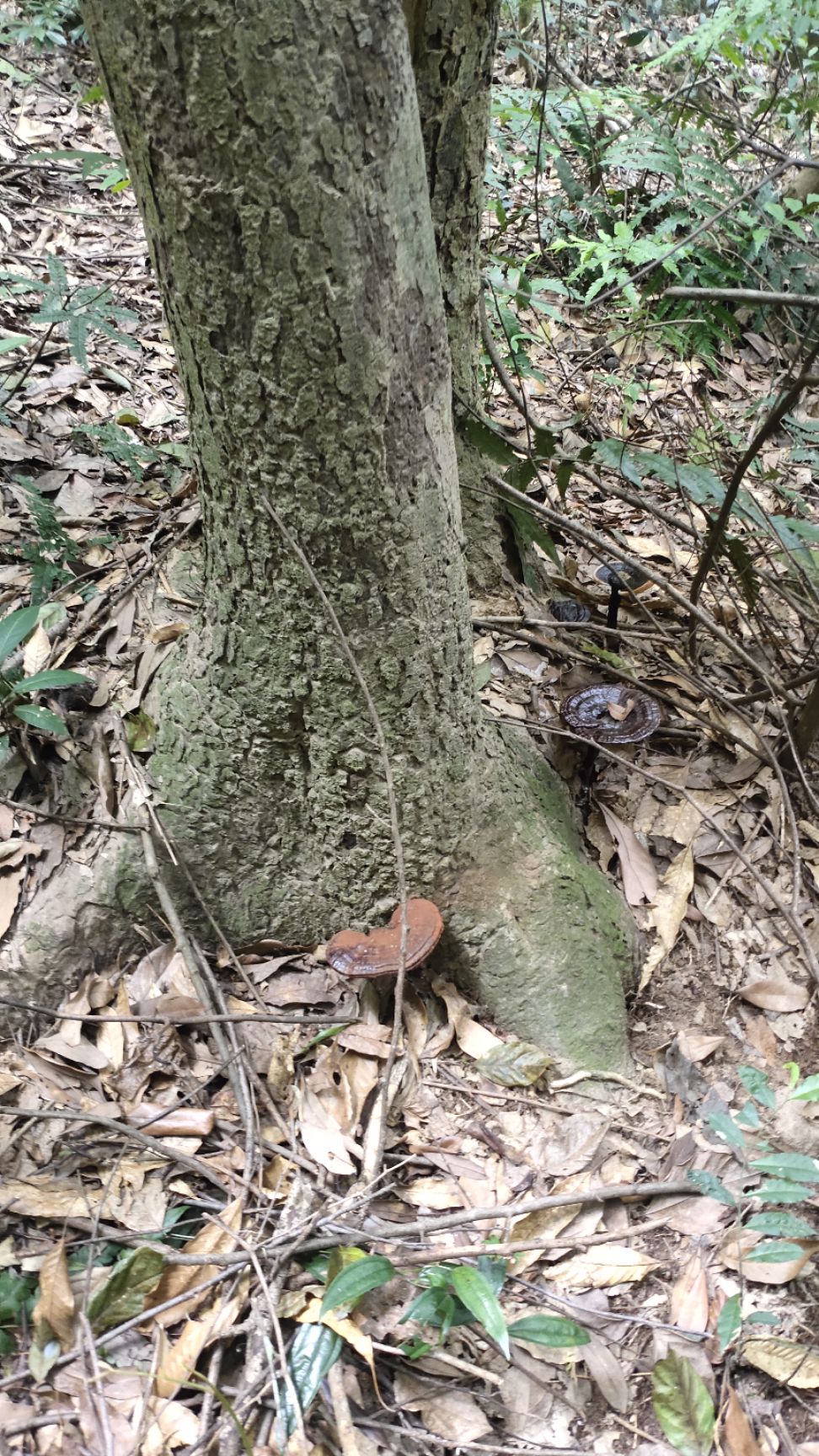 金边灵芝 广西特产，灵芝。