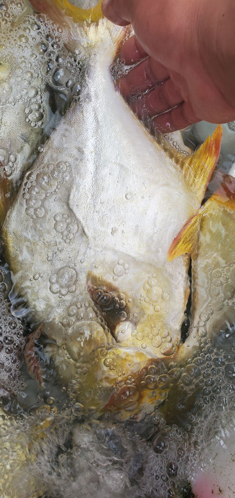 金鲳鱼  海金昌鱼