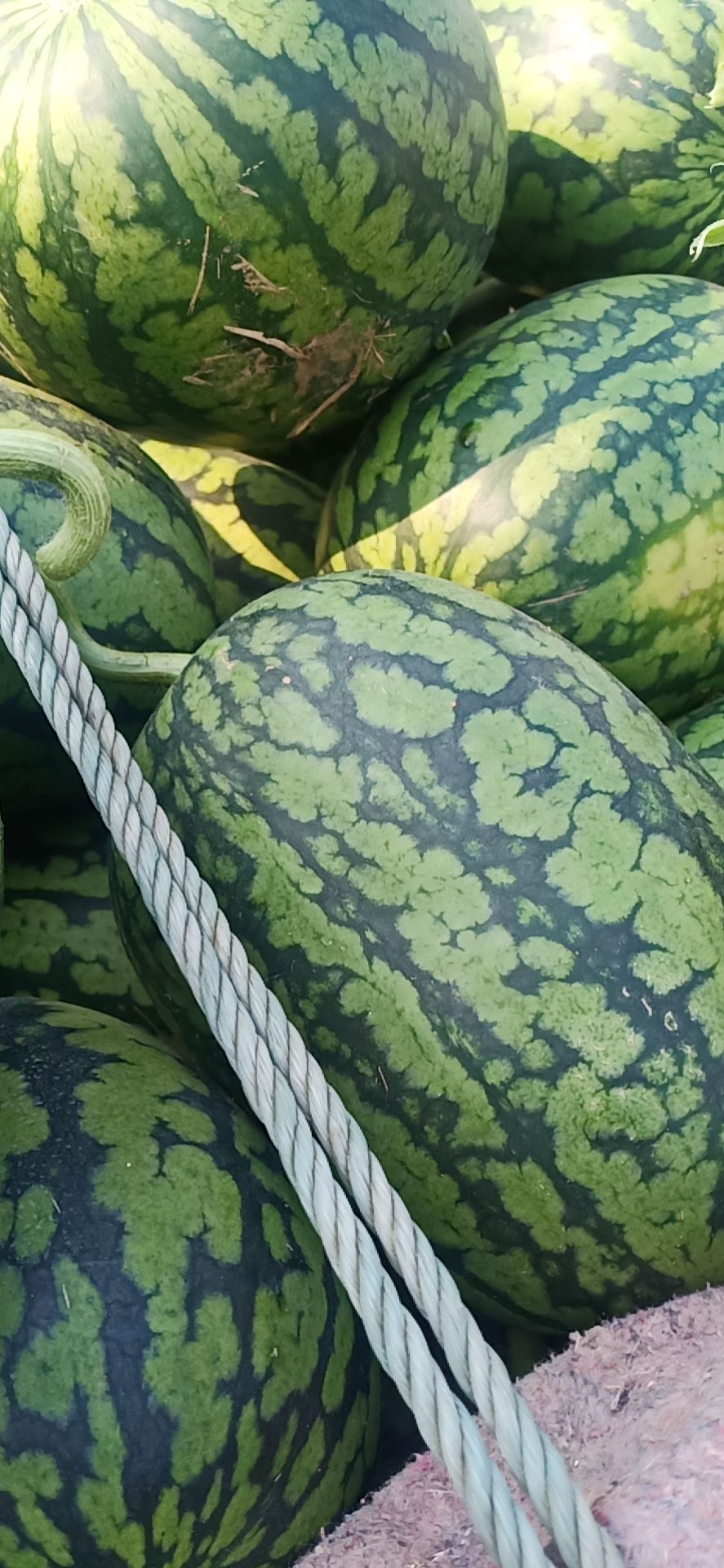 全美2k西瓜  西瓜二K，大量批发，长期合作，诚信经营