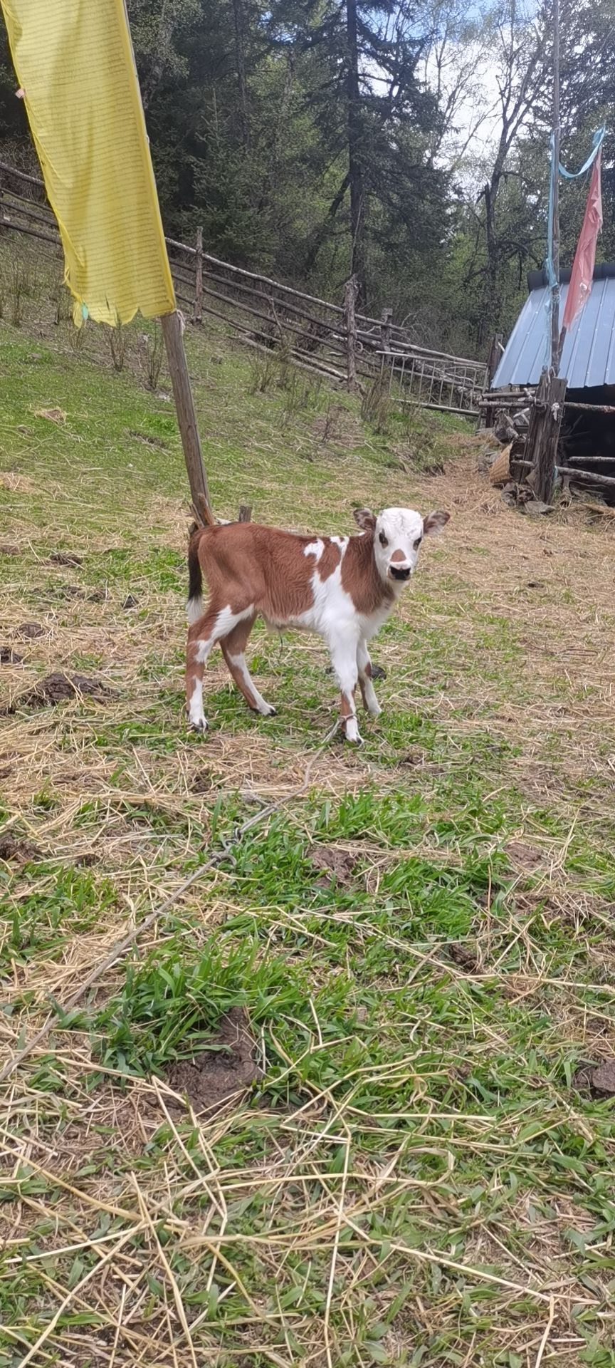 改良黄牛犊，骨架大，长势喜人，都是批发价，优惠想不到诚信合作
