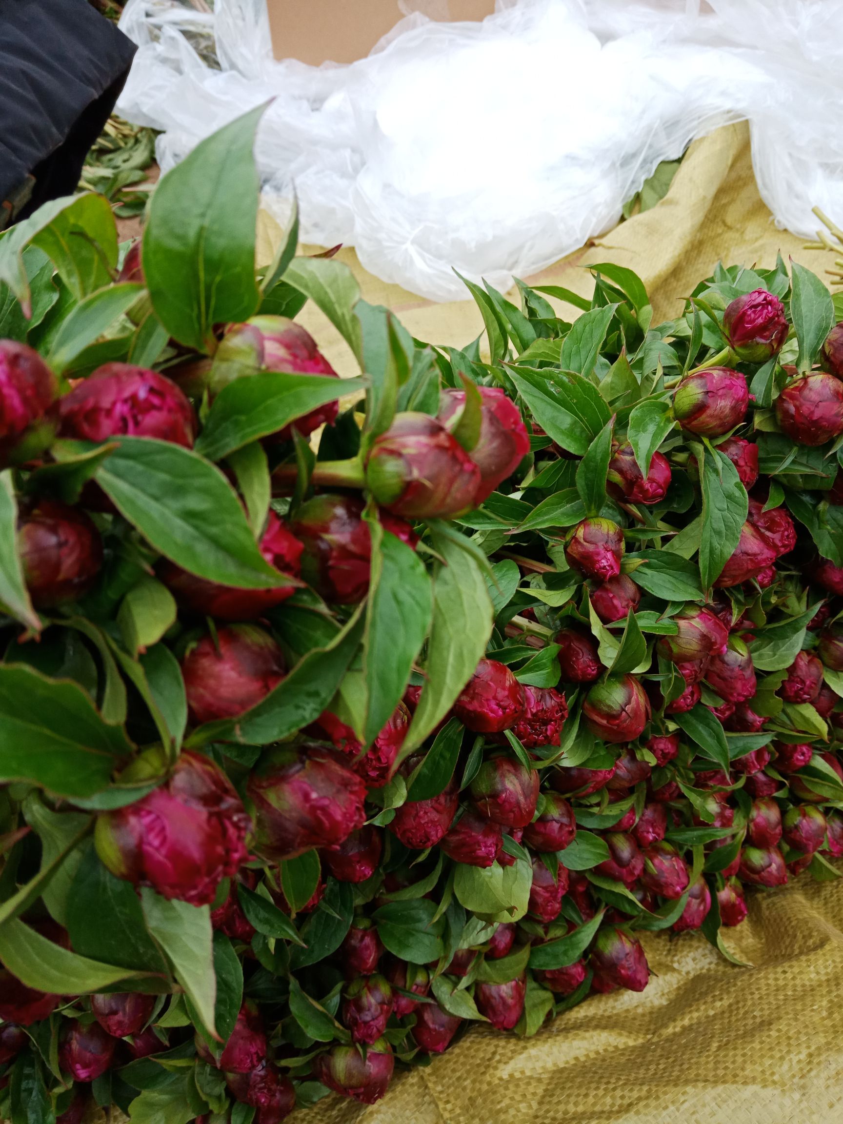芍药鲜切花.多花芍药，盆栽芍药，芍药苗