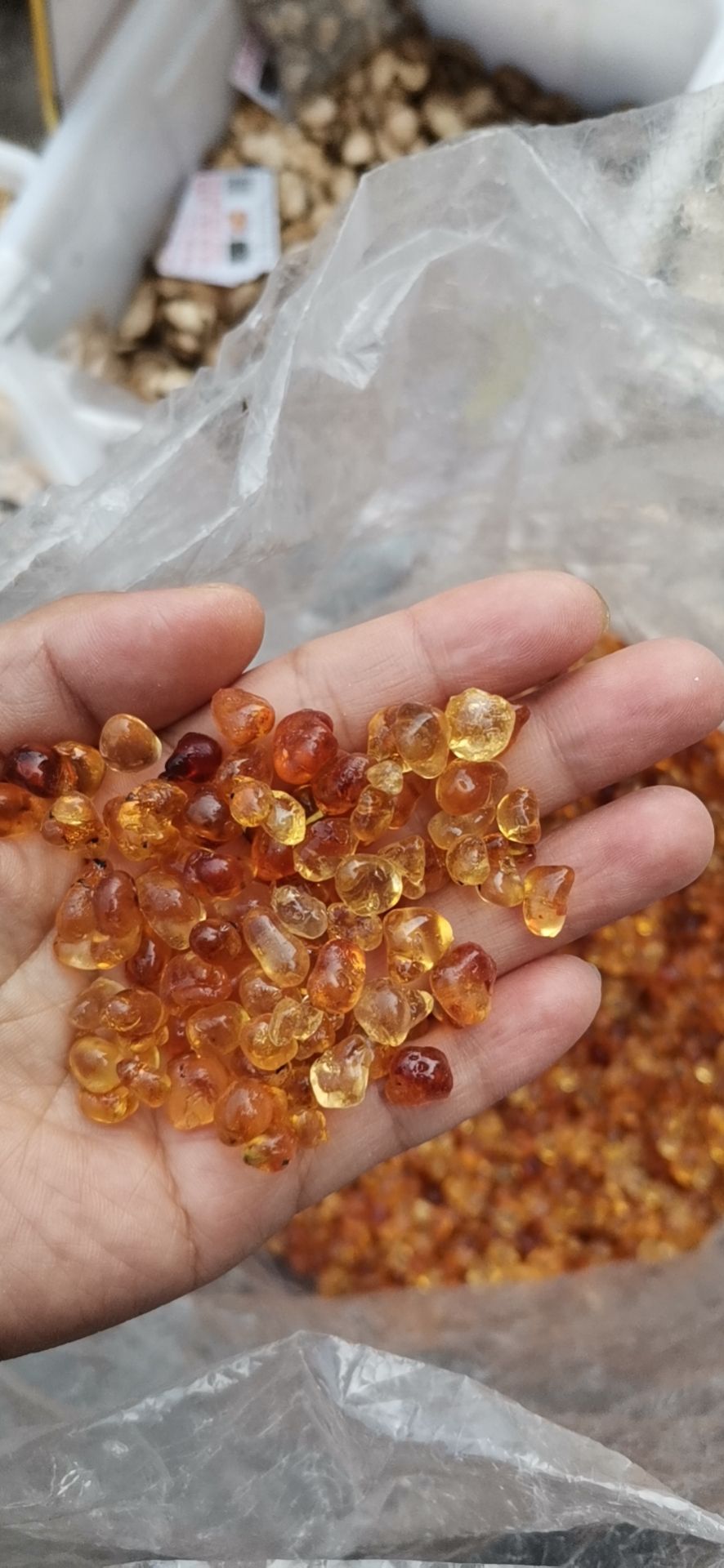 包邮 桃胶 新货  产地直销 量大从优无硫 各种农产品