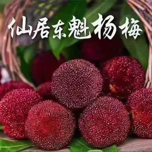仙居县东魁杨梅  仙居，【包邮】，酸甜可口，老少孕妇皆宜，大如乒乓，