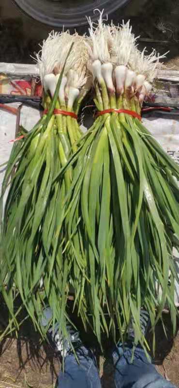 红根蒜苗  公主岭产地水洗青蒜苗大量上市