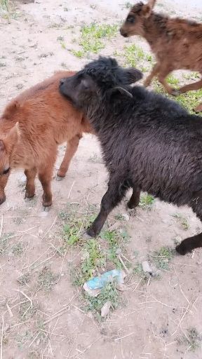 杂交牛  吃草小牛犊