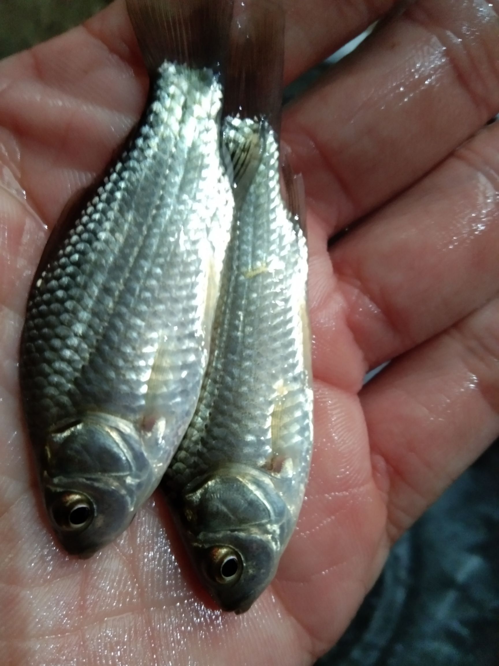 中科5号鲫鱼苗,诚信经营，技术指导，鱼场直供。