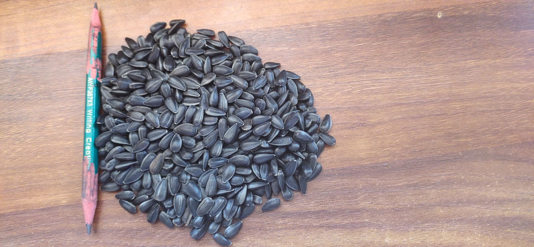 厂家大量批发精选油葵，炸油，养鸽子