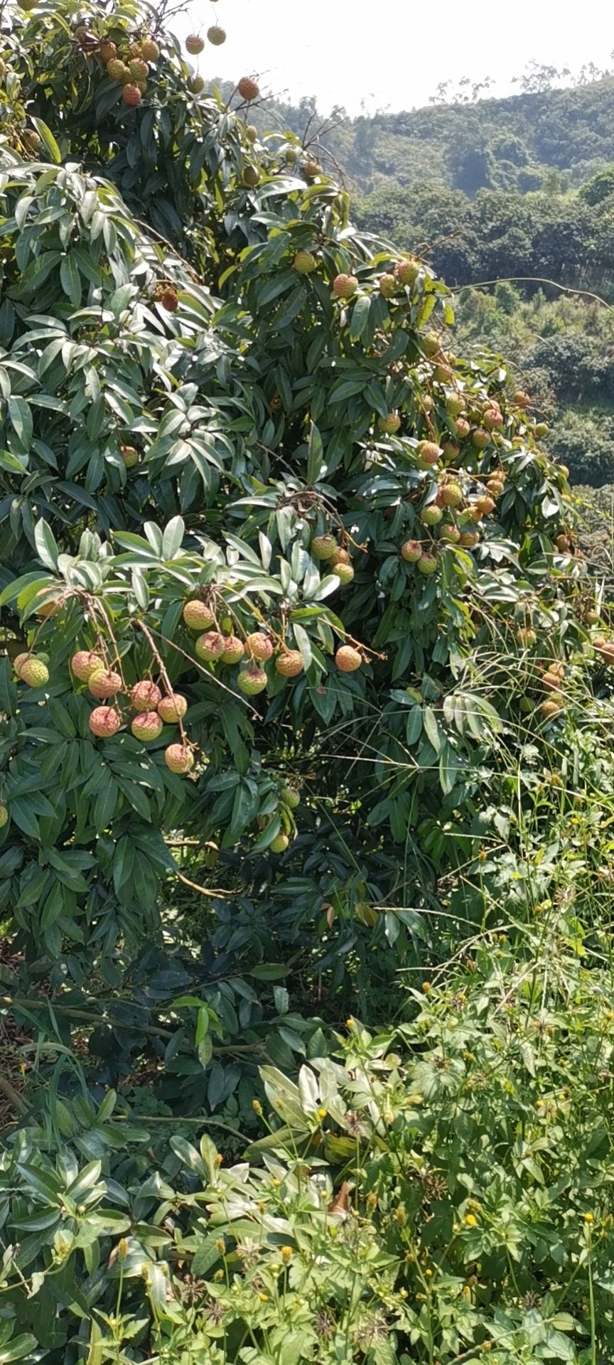  鸡嘴荔枝专业代办