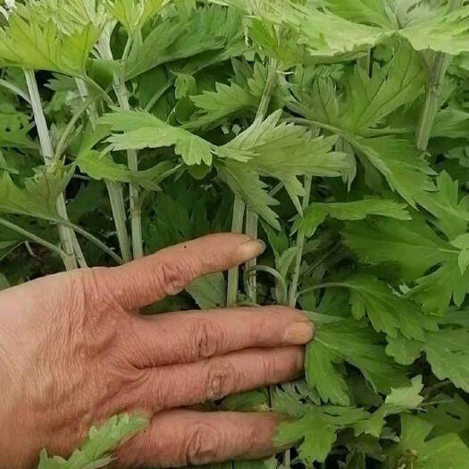 临泉县艾草 端午节天然艾叶人工采摘无杂质