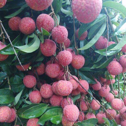 苍梧县禾荔荔枝  果大，味甜，色泽鲜红