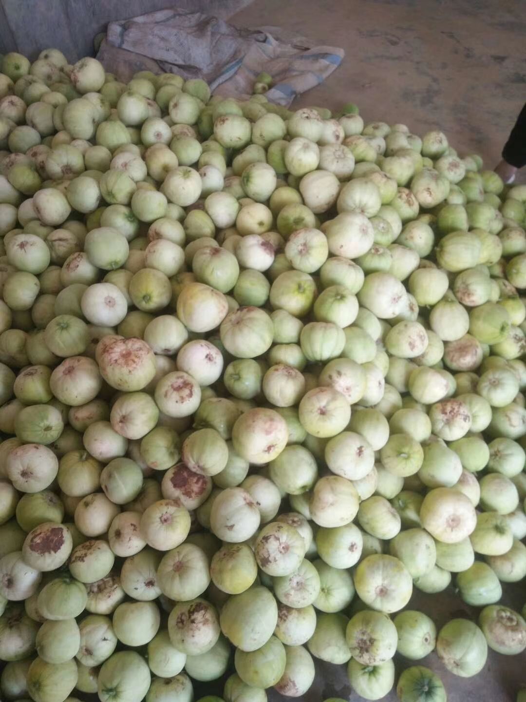 绿宝石甜瓜  绿宝石香瓜