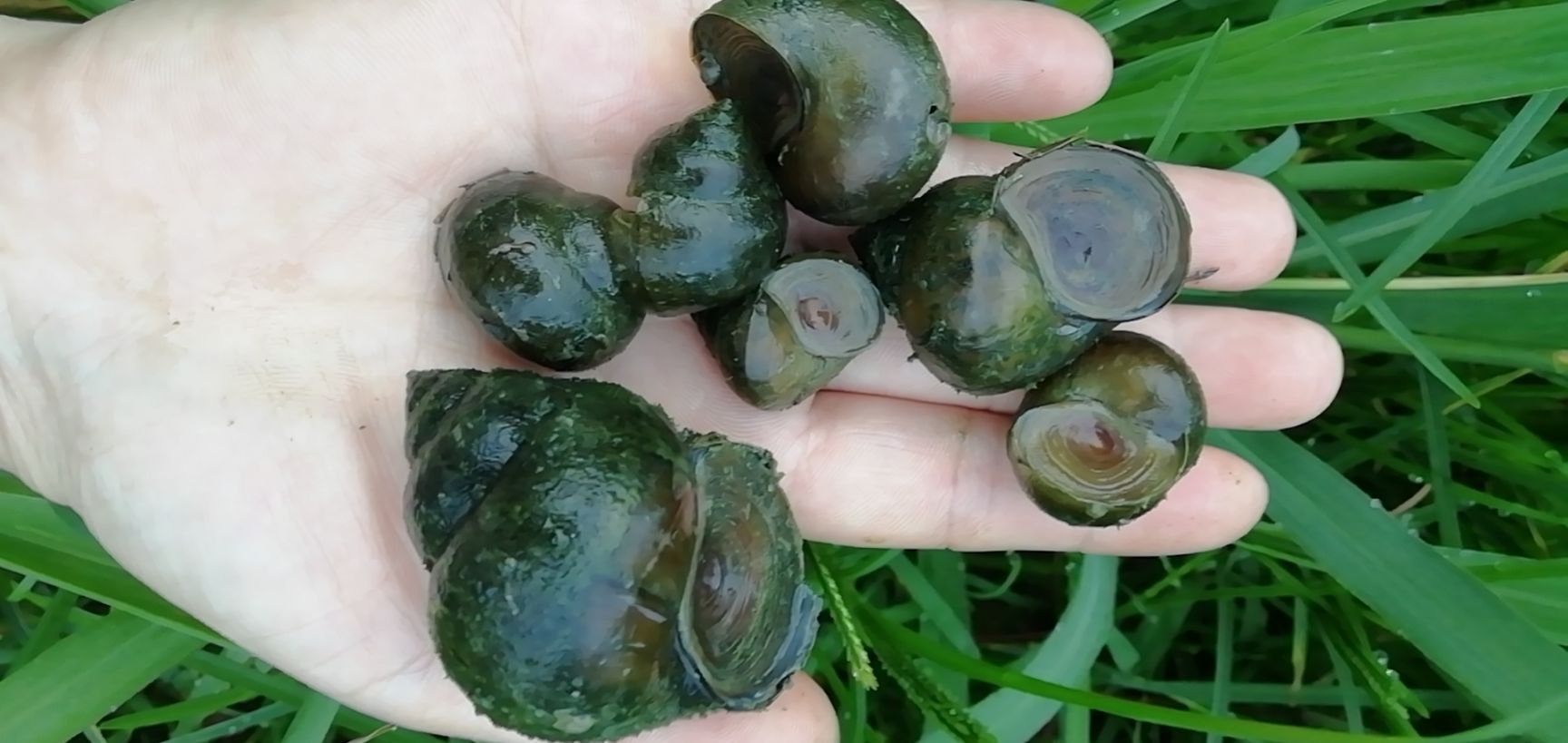 田螺～钓鱼螺（1元硬币大小）