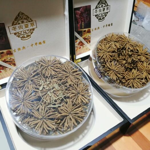 西宁精品冬虫夏草