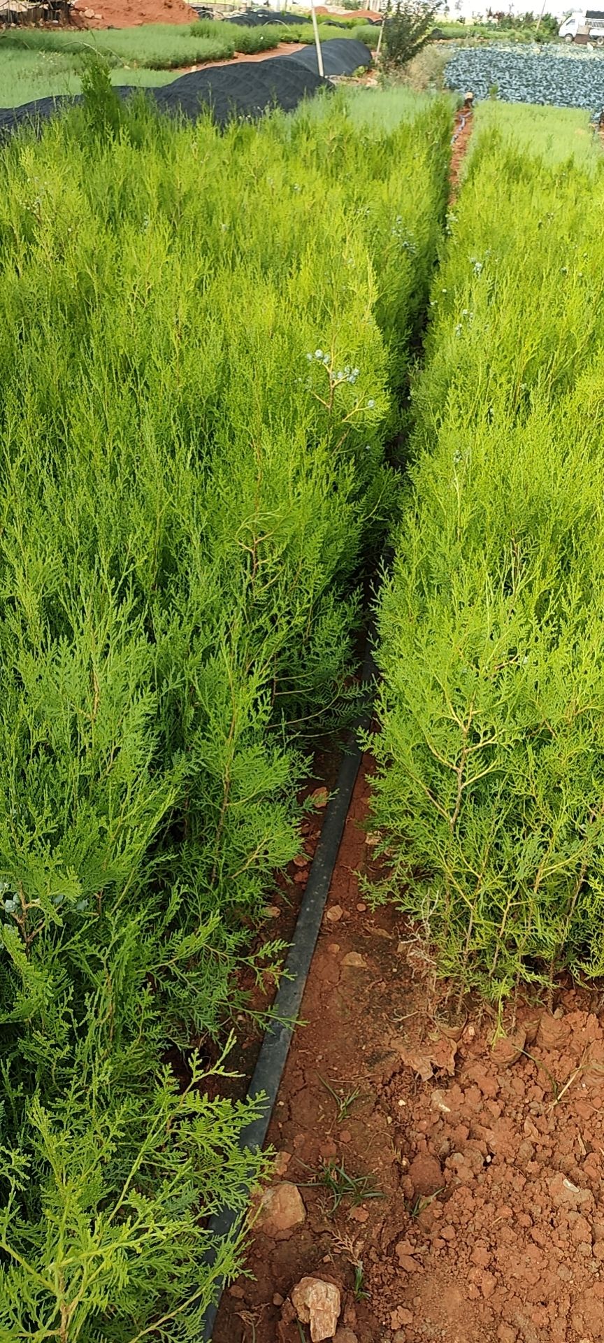 无纺布袋侧柏苗  侧柏 扁柏 柏木