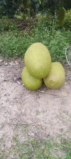 海南三亚1号菠萝蜜现摘现发产地直销价格优惠苞黄肉厚香甜可口