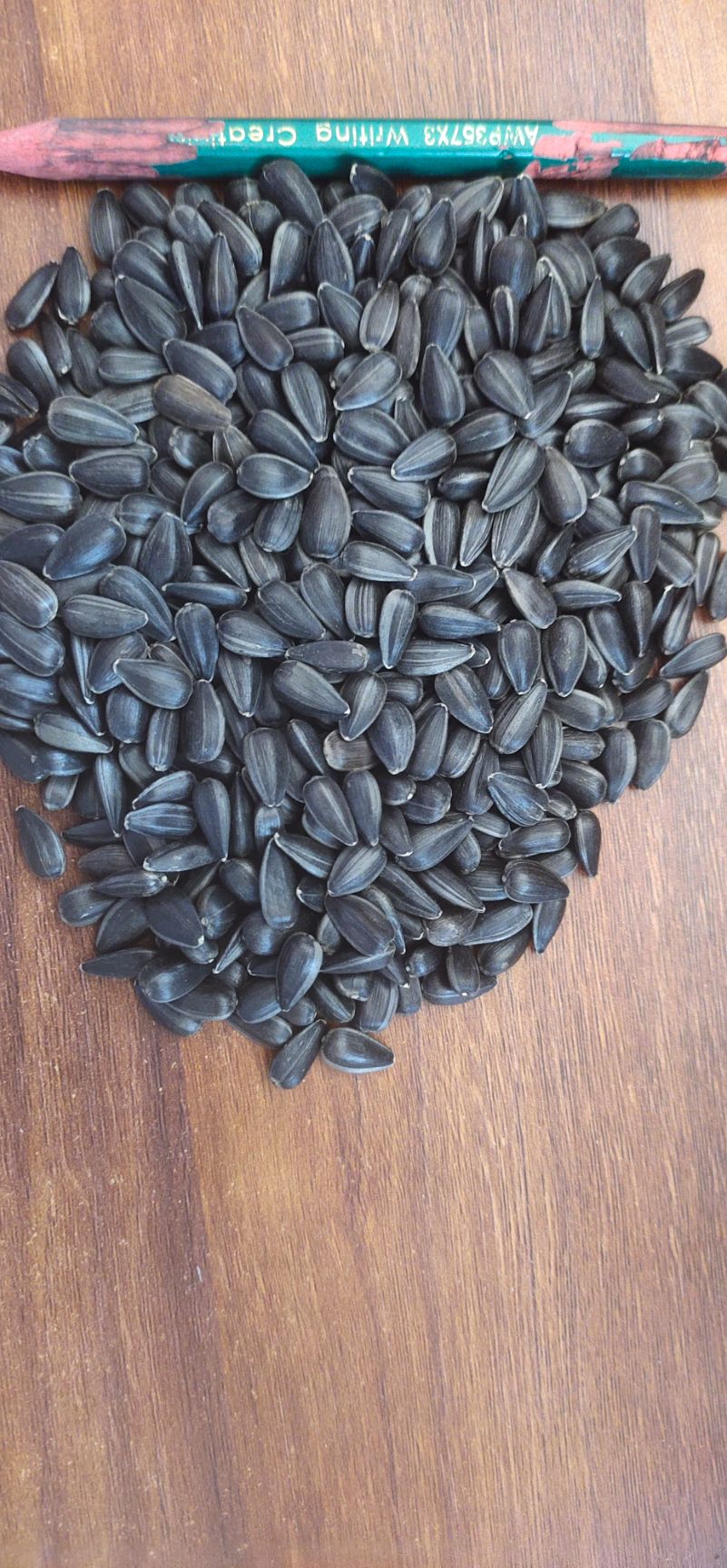 厂家大量批发精选油葵，炸油，养鸽子