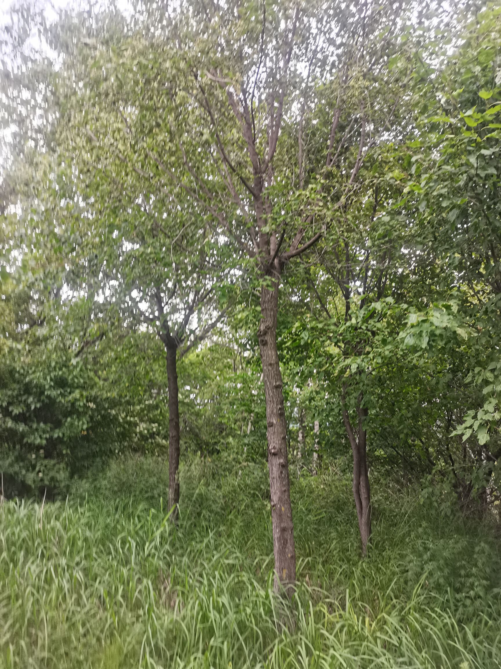 大规格茶条槭，8到20公分