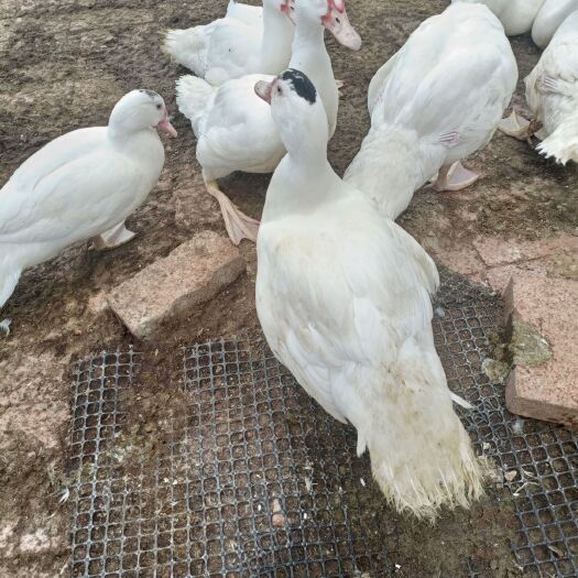 楚雄市 白火鸭
