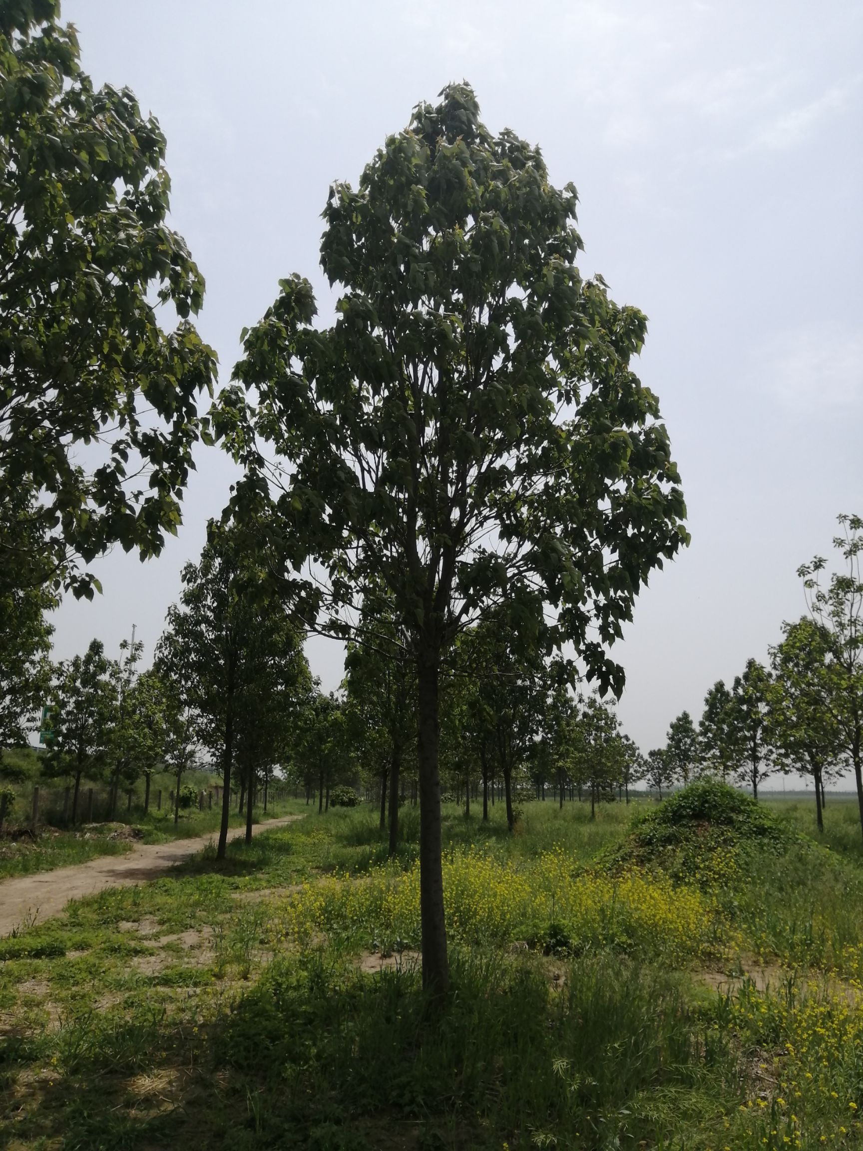 楸树，梓树，花楸，金丝楸15-18公分