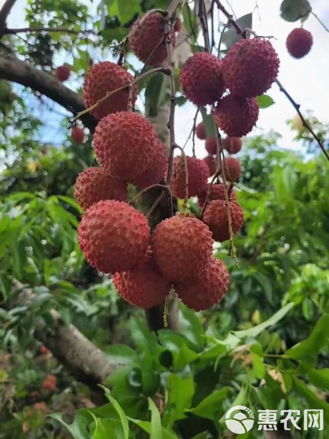 桂味荔枝  从化桂米