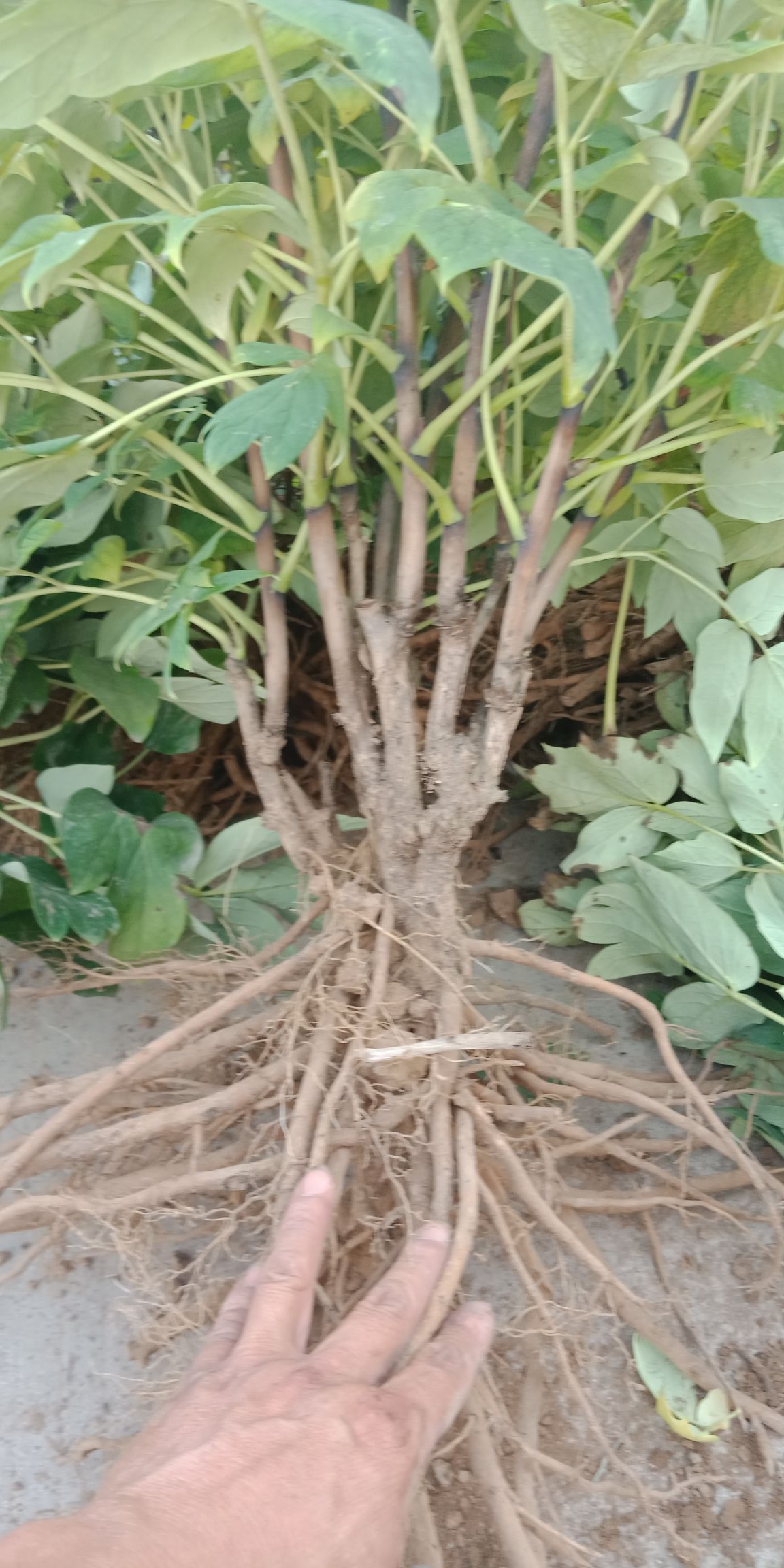 牡丹苗，油用牡丹苗，占地牡丹苗，牡丹苗
