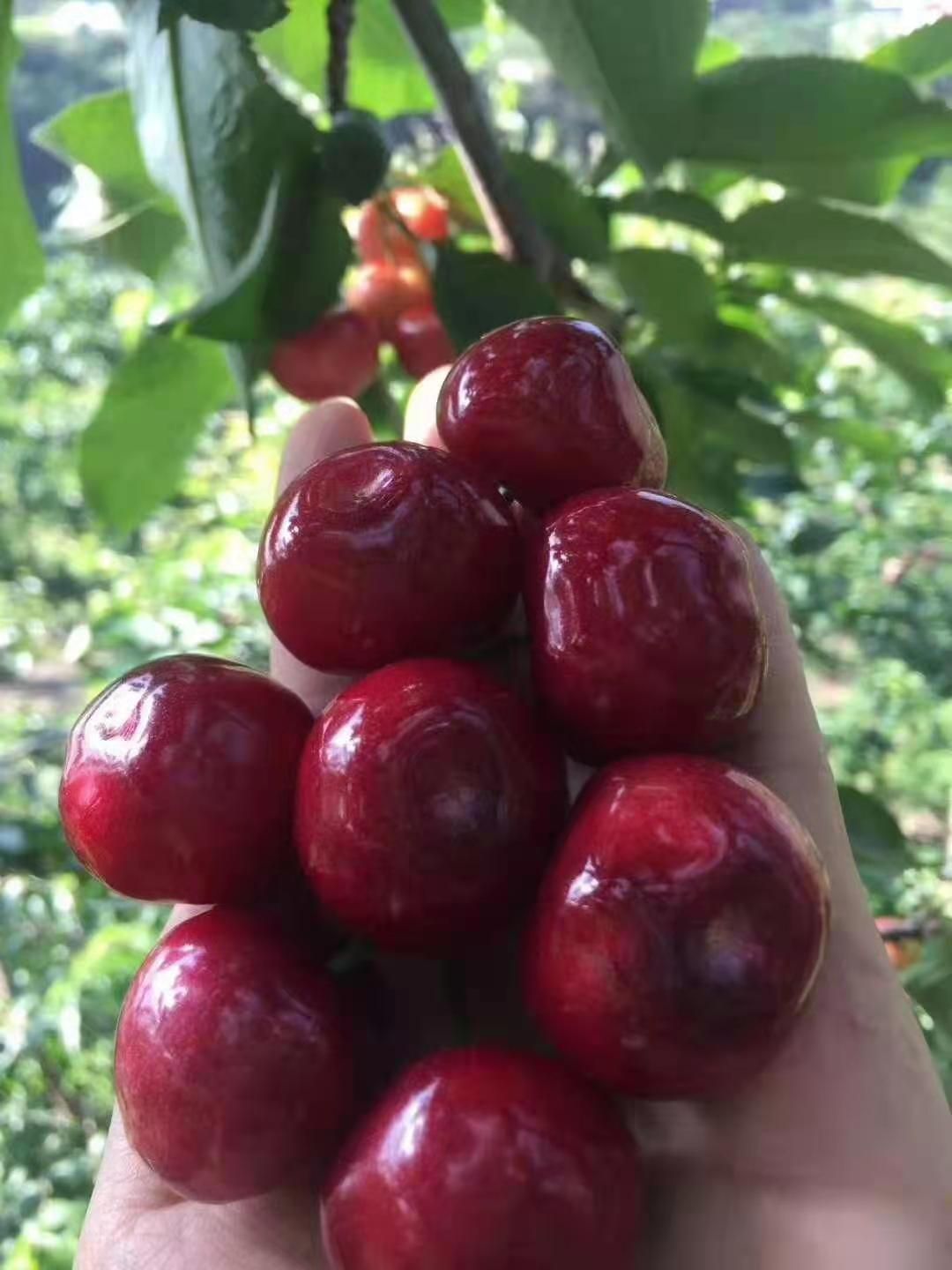 黑珍珠樱桃  汉源县车厘子大樱桃黑珍珠车厘子