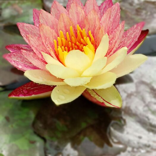 平邑县大睡莲根块碗莲荷花。