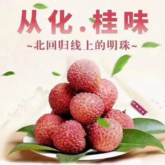 广州桂味荔枝  从化桂味
